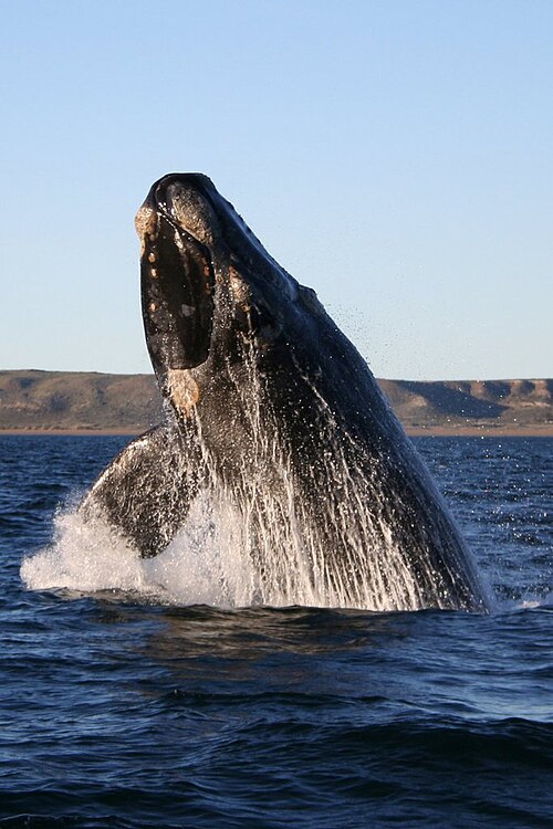 Blue Whale